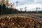 Pile of wood next to clear-cut area. Estonian nature, Northern Europe.