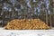 A pile of wood stacked at the edge of the forest. Deforestation in Central Europe