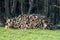 Pile of wood. A view of huge stacks of logs