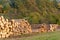 Pile of wood. A view of huge stacks of logs