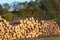 Pile of wood. A view of huge stacks of logs