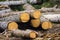 Pile of wood. A view of huge stacks of logs