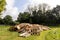 Pile of wooden palettes on grass