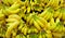 Pile of Yellow and Green Bananas in a Grocery Store Setting