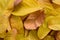 Pile of Yellow leaves abstract close up background