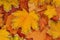 Pile of yellow maple leaves is as a background, autumn multicolored creative composition