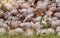 Pile of young coconut plant. Sprout of coconut tree with green leaves emerging from old brown coconut. Planting coconut trees in