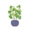 Pilea in blue ceramic pot flat vector illustration. Exotic home plant, domestic decorative greenery. Tropical indoor