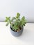 Pilea cadierei minima, aka aluminium plant, isolated on a white background