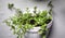 Pilea dipressa flower hanging on the wall