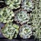 Pilea glaucophylla Greyzy and Echeveria for sale