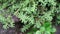 Pilea microphylla Also called rockweed, artillery plant, gun powder plant, brilhantina, Frescura, Urticaceae, Artillery Fern wit