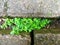 pilea microphylla growing between the rocks