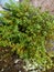 Pilea microphylla plant on a backyard