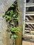 Pilea microphylla plant growing with moss on the wall