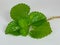 Pilea nummulariifolia