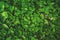 Pilea nummulariifolia Creeping Charlie background.