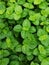 Pilea nummulariifolia,Creeping Charlie, Green leaf background