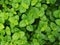 Pilea nummulariifolia,Creeping Charlie, Green leaf background