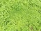 Pilea nummulariifolia is a perennial evergreen herbaceous plant