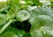 Pilea peperomioides or Chinese money plants in close up shot with raindrops and ant in cloudy light