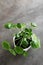 Pilea peperomioides. Home green plants in pots.