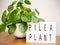 Pilea peperomioides or pancake plant Urticaceae with a lightb