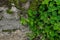 Pilea plant in natural rainforest habitat close up