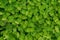 Pilea plant in natural rainforest habitat close up