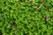 Pilea plant in natural rainforest habitat close up