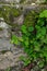 Pilea plant in natural rainforest habitat close up