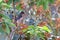 Pileated Finch Coryphospingus pileatus perched on a branch with blurred red flowers