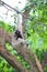 Pileated gibbon