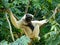 Pileated Gibbon Hylobates pileatus