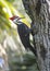 Pileated Woodpecker