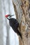 Pileated Woodpecker