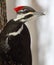 Pileated Woodpecker