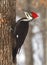 Pileated Woodpecker