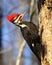 Pileated Woodpecker