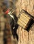 Pileated Woodpecker