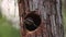 Pileated Woodpecker adult cleaning out Nest