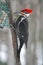 Pileated Woodpecker. Bird.