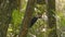 Pileated Woodpecker climbing a tree