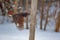 Pileated woodpecker coming off post