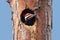 Pileated Woodpecker (Dryocopus pileatus)