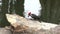 Pileated Woodpecker feeds in Florida
