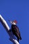 Pileated Woodpecker Female  36776
