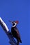 Pileated Woodpecker Female   36777