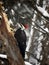 Pileated Woodpecker female looks for buried insects on tree