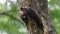 Pileated Woodpecker in Florida